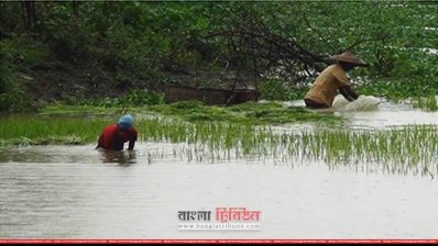 সেসময়ের অকাল বন্যায় ডুবে যায় ধান