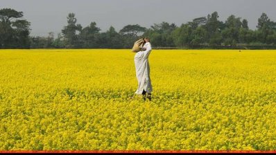 সরিষা ক্ষেত