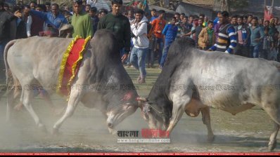 ষাঁড়ের লড়াই