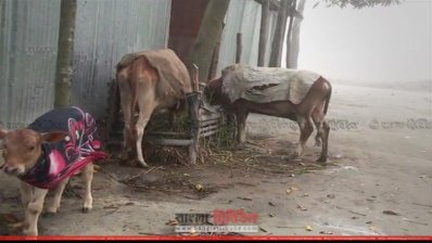 তীব্র শীতে গৃহপালিত পশুদের নিয়েও বিপাকে আছেন স্থানীয়রা