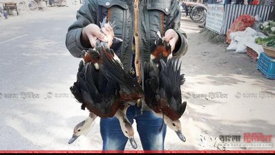 শিকার করা বালিহাঁস বিক্রির জন্য বাজারে নিয়ে যাচ্ছে এক তরুণ