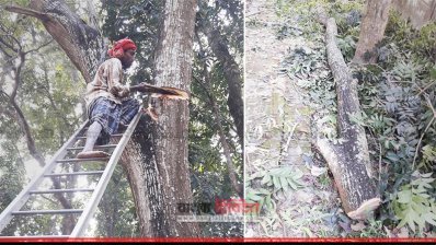 ঝিনাইদহে বিটিভির অফিসে টেন্ডারে ছাড়াই সরকারি গাছ কাটার অভিযোগ