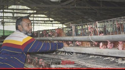 Un granjero cuida las gallinas en la granja (foto de archivo)