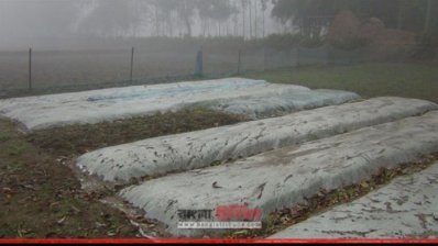 পঞ্চগড়ে পলিথিন দিয়ে ঘন কুয়াশা থেকে বীজতলা বাঁচানোর চেষ্টা   