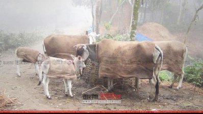 জীবজন্তুকেও শীতের কাপড় পড়াতে হচ্ছে 