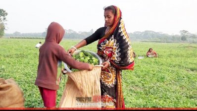 উচ্ছে বাজারে নেওয়ার প্রস্তুতি
