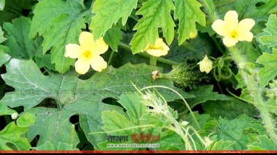 ফুল আর পাতার ফাঁকে উঁকি দিচ্ছে উচ্ছে