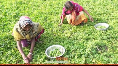 উচ্ছে তুলতে ব্যস্ত সময় কাটেছে কৃষকদের