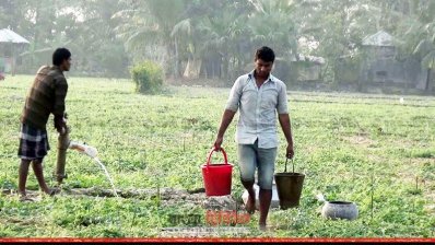 উচ্ছে ক্ষেতের পরিচর্যা