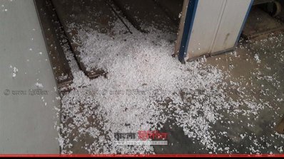 প্রজনন খামারে পোকায় খাচ্ছে ককশিট