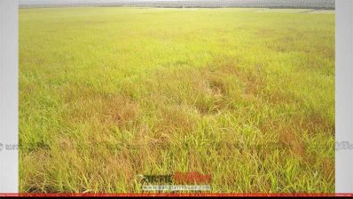 নষ্ট হয়ে যাওয়া বোরো বীজতলা