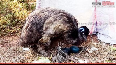 সাফারি পার্কে ইমুর ঘরে নতুন ছানা