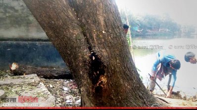 অবৈধভাবে গাছ বিক্রির অভিযোগ