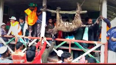 সম্প্রতি একটি বাঘ হত্যার পর এভাবে ঝুলিয়ে রাখা হয়