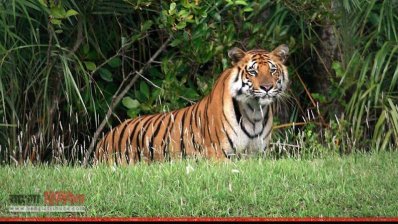রয়েল বেঙ্গল টাইগার