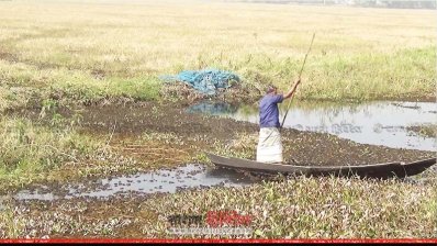 চাষের অযোগ্য হয়ে আছে কাজুলিয়া বিলের বিস্তর জমি, শীতকালেও শুকায়নি পুরোপুরি