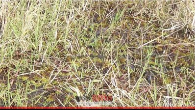 কাজুলিয়া বিলের শক্ত ঘাস আর আটকে থাকা পানি 