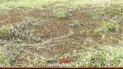 ডোবায় পরিণত হয়েছে কাজুলিয়া বিলের হাজার একর জমি 