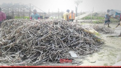 পাথরঘাটায় শুঁটকিপল্লিতে অভিযান