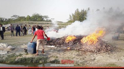 পুড়িয়ে দেওয়া হয় হাঙ্গরের শুঁটকি 