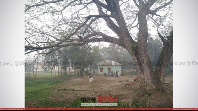 কেটে ফেলা হচ্ছে শতবর্ষী গাছের ডালপালা