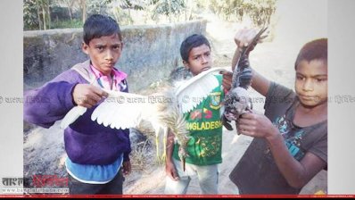 বিষাক্ত খাদ্য খেয়ে অসুস্থ হয়ে ঢলে পড়া পাখি বিল থেকে কুড়িয়ে এনেছে শিশুরা