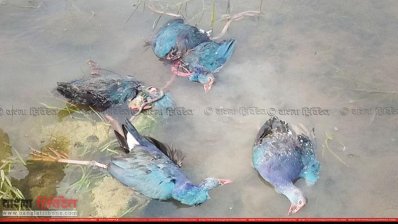 বিষটোপ দিয়ে মারা পাখি
