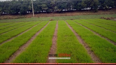 কমিউনিটি বীজতলা