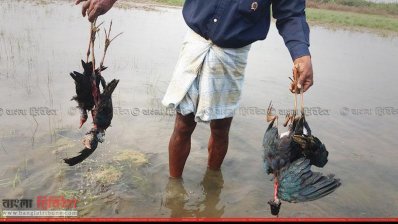 শিকারের পর পাখি সংগ্রহ করা হচ্ছে