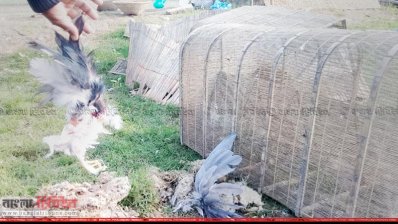 পাহারায় নিয়োজিতদের হাওর পাড়ে নির্মিত অস্থায়ী ঘরের পাশে পড়ে থাকা পাখির পশম