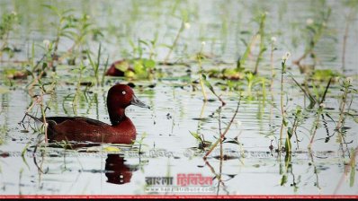 বাইক্কা বিলে পরিযায়ী পাখি 