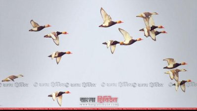 টাঙ্গুয়ার হাওড়ে পাখির দল 