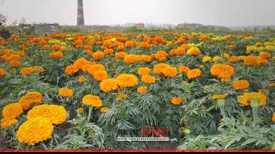 তিন উৎসবকে ঘিরে বরিশালে জমে উঠেছে ফুল ব্যবসা