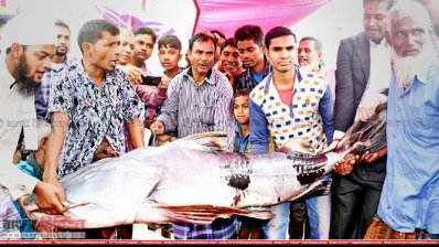১০০ কেজি ওজনের বাঘাইড় (ছবি- প্রতিনিধি)