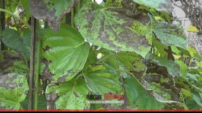 হিলিতে শীতে পানের বরজ নষ্ট, দাম বেড়েছে চার গুণ