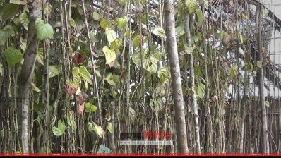 হিলিতে শীতে পানের বরজ নষ্ট, দাম বেড়েছে চার গুণ