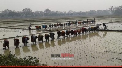 বোরো ধান লাগাচ্ছেন চাষিরা