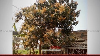 রাজশাহীতে আমের মুকুল