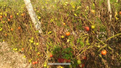 ক্ষেতেই পচে নষ্ট হচ্ছে টমেটো
