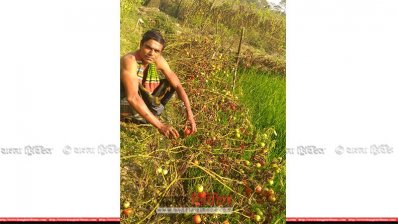 প্রকৃত দাম না পেয়ে হতাশ টমেটো চাষি