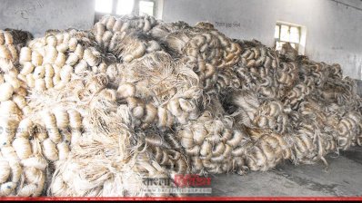 গত কয়েক বছরে বেড়েছে পাটের উৎপাদন