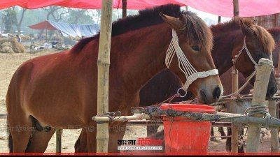 গোপীনাথপুরের মেলায় জমে উঠেছে ঘোড়ার হাট