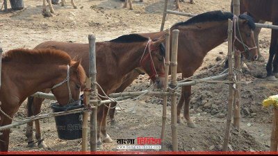 জমে উঠেছে ঘোড়ার হাট