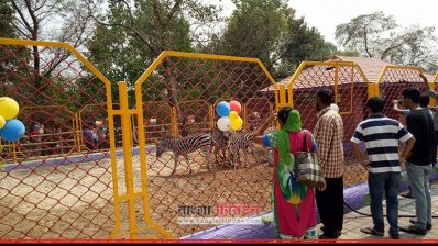 আফ্রিকা থেকে আনা ছয় জেব্রা