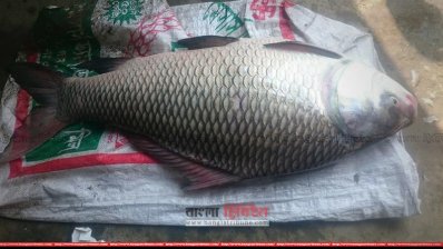 ব্রহ্মপুত্রে ধরা পড়লো ১৪ কেজি ওজনের কাতল