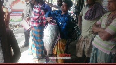ব্রহ্মপুত্রে ধরা পড়লো ১৪ কেজি ওজনের কাতল