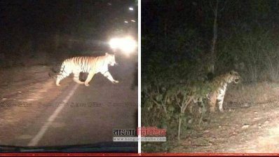  ফেসবুকে প্রকাশ পাওয়া সড়কে দাঁড়ানো বাঘের ভুয়া ছবি