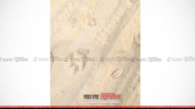 মালনীছড়ায় পাওয়া বাঘের পায়ের ছাপ