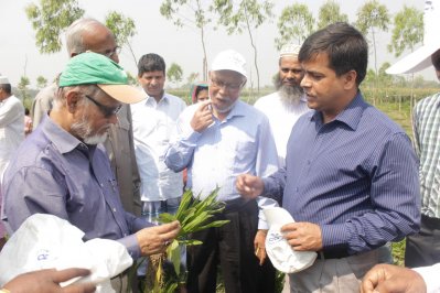 গবাদিপশু মোটাতাজাকরণ: অ্যান্টিবায়োটিকের বিকল্প হবে প্লানটেইন ঘাস