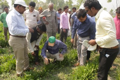 গবাদিপশু মোটাতাজাকরণ: অ্যান্টিবায়োটিকের বিকল্প হবে প্লানটেইন ঘাস